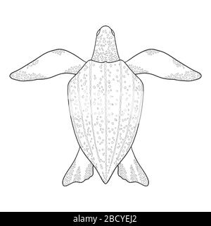 Leatherback Sea Turtle Outline. Schwarz-Weiß-Vektorgrafiken. Draufsicht, isolierte Schildkröte auf weißem Hintergrund Stock Vektor