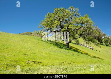 Einzelne einsame Eiche auf grünem Springhill in Santa Ynez Valley, Kalifornien Stockfoto