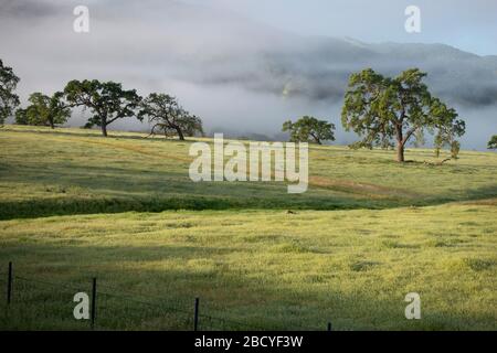 Pastoralszenen des Frühlings mit Eichen im Santa Ynez Valley in Kalifornien Stockfoto