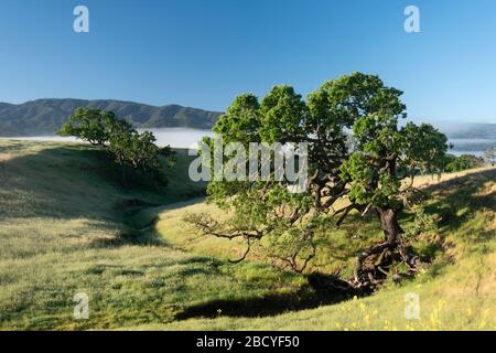 Kalifornische Küsteneichen auf einer Ranch im Weinanbaugebiet des Santa Ynez Valley in Santa Barbara County Stockfoto