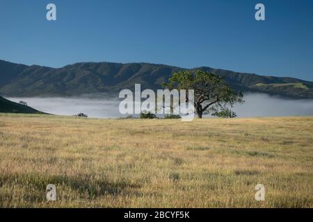 Pastoralszenen des Frühlings mit Eichen im Santa Ynez Valley in Kalifornien Stockfoto