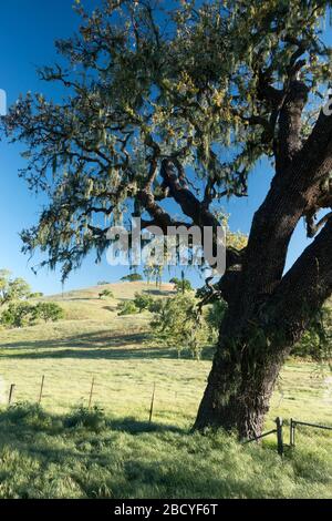 Pastoralszenen des Frühlings mit Eichen im Santa Ynez Valley in Kalifornien Stockfoto