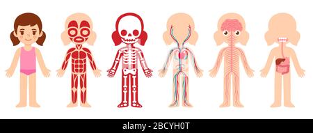 Niedliches Cartoon kleines Mädchen und ihre internen Organsysteme: Muskel, Skelett, Kreislauf, nervös und Verdauung. Körperdiagramm der pädagogischen Anatomie Stock Vektor