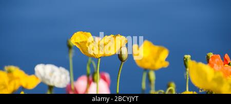 Schönes Feld von Mohnblumen gegen blauen Himmel, selektive Fokus. Frühling Natur Hintergrund für Web-Banner und Karte Design. Stockfoto