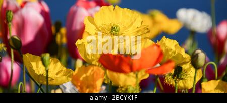 Lebendige schöne Frühlingsblumen im Garten. Nahaufnahme von Mohnblumen und Tulpen, selektives Fokusbanner Stockfoto