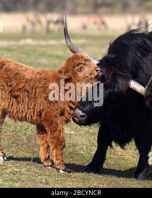 Nase leckt Highland Cow mit Kalb auf dem Feld Stockfoto