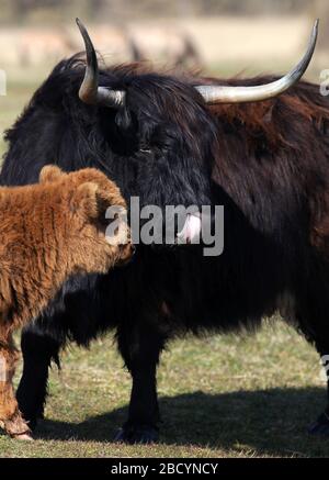 Nase leckt Highland Cow mit Kalb auf dem Feld Stockfoto