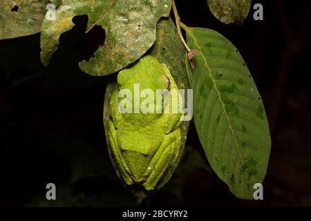 Wallace's Flying Frog, einzigartiger Frosch aus Malaysia Stockfoto