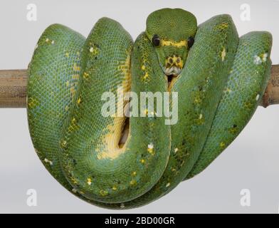 Grünbaum-Python. Arten: viridis,Gattung: Morelia,Familie: Boidias,Ordnung: Squamata,Klasse: Reptilia,Phylum: Chordata,Königreich: Animalia,Reptile,Schlange,Erwachsene,Grüner Baumpython Stockfoto