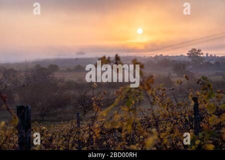 Ein nebeliger Sonnenaufgang in einem Weinberg in der Nähe des neusiedler Sees im burgenländischen Österreich während des autum. Stockfoto