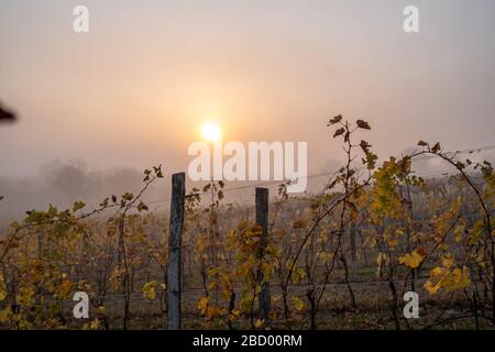 Ein nebeliger Sonnenaufgang in einem Weinberg in der Nähe des neusiedler Sees im burgenländischen Österreich während des autum. Stockfoto