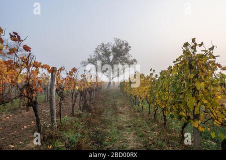 Ein einziger Baum zwischen Weinbergen mit grünen und gelben Blättern und Nebel bei Eisenstadt im burgenländischen Österreich Stockfoto