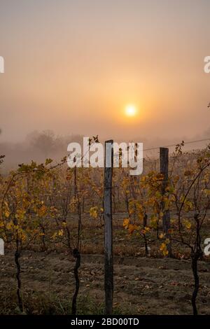 Ein nebeliger Sonnenaufgang in einem Weinberg in der Nähe des neusiedler Sees im burgenländischen Österreich während des autum. Stockfoto