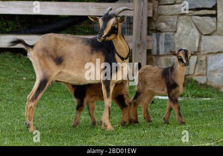 San Clemente Island Goat. Art: Hircus,Genus: Capra,Familie: Bovidiae,Ordnung: Artiodactyla,Klasse: Mammalia,Phylum: Chordata,Königreich: Animalia,San Clemente Island Goat,Goat,ungulat,even-toed ungulat,Kid's Farm,Mortimer,Marla,Mutter: Jackie,Baby,Young,Kid San Clemente Islad Goat Stockfoto