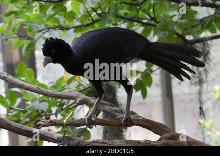 Bluebillierter Curassow. Männlich, gefährdet, Arten: alberti, Gattung: Crax, Familie: Cracidas, Ordnung: Galliformes, Klasse: Aves, Phylum: Chordata, Königreich: Animalia, Vogel, Vogel-ähnlicher Vogel Blue-billed Curassow Stockfoto