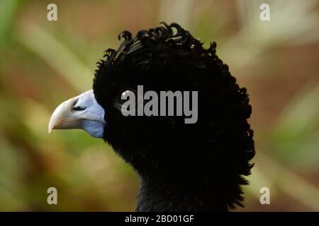 Bluebillierter Curassow. Männlich, gefährdet, Arten: alberti, Gattung: Crax, Familie: Cracidas, Ordnung: Galliformes, Klasse: Aves, Phylum: Chordata, Königreich: Animalia, Kopf, Vogel, Vogel-ähnlicher Vogel Blue-billed Curassow Stockfoto