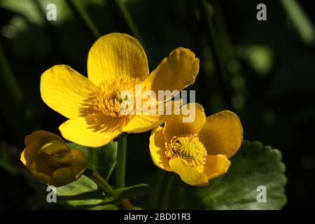 Eine hübsche gelbe Marigold Marigold, Caltha palustris, Pflanzen in Blumen, wachsen am Rande eines Teiches. Stockfoto