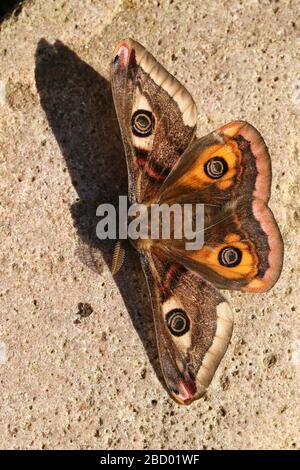 Ein atemberaubender männlicher Kaiser Moth, Saturnia pavonia, der im Frühling auf einem Felsen thronen kann. Stockfoto