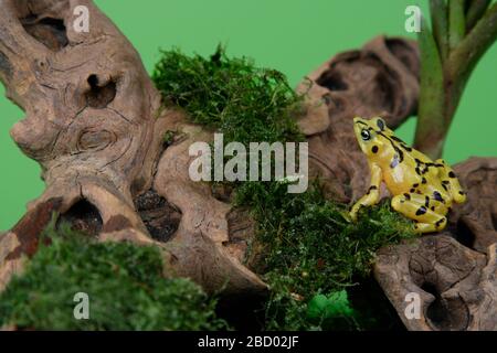 Panamaischer Goldener Frosch. Arten: Zeteki,Gattung: Atelopus,Familie: Bufonidas,Ordnung: Anura,Klasse: Amphibia,Phylum: Chordata,Königreich: Animalia,Amphibian Panamanian Golden Frog Stockfoto