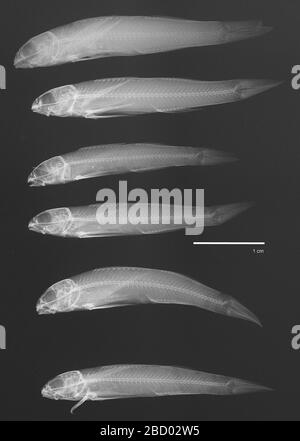 Etheostoma rupestre Gilbert Swain. Von 36695 Lectotype Designation by c. tsai in collette, B. und l. b. w. knapp, 1966. Katalog der Typusexemplare der Dartarten (fische, Percidiane, Etheostomatini). Proceedings s des united States National Museum, Bd. 119, Nr. 3550, S. 38.11. Mai 201817 Etheostoma rupestre Gilbert Swain Stockfoto