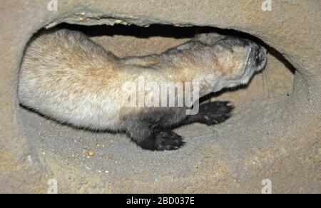 Mustela nigripes. August 20141 Mustela nigripes Stockfoto