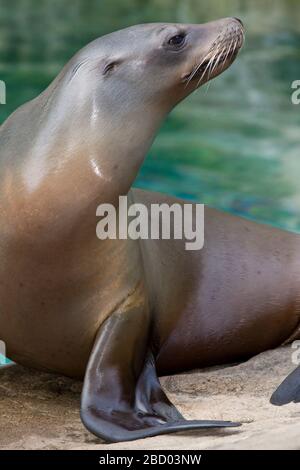 California Sea Lion. Weiblich,Art: Californianus,Gattung: Zalophus,Familie: Otariiiden,Ordnung: Pinnipedia,Klasse: Mammalia,Phylum: Chordata,Königreich: Animalia,Calli,California Sea Lion,Sea Lion,Pinniped California Sea Lion Stockfoto