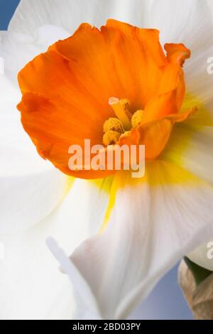 Schöner Frühling Narzisse. Eine Nahaufnahme der Narzissen in voller Blüte. Stockfoto