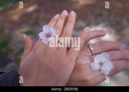 Paarring mit Kirschblüte im Frühjahr Stockfoto