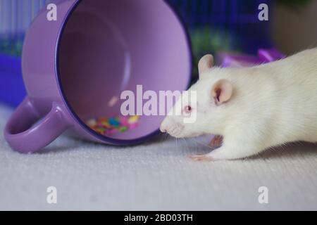 Tasse mit weißem und violettem Rattenkaffee. Kaffee am Morgen. Stockfoto