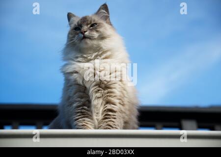 Die hübsche flauschige, Erwachsene Luchsfleckenkatze sitzt am Rand eines Dachs und blickt auf den blauen Himmelshintergrund. Stockfoto