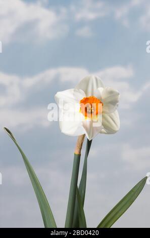 Schöner Frühling Narzisse. Ein Nahblick auf Narzissen in voller Blüte gegen einen blauen Himmel mit puffigen Wolken. Stockfoto