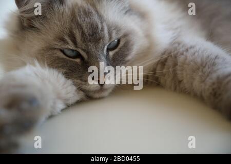 Nahaufnahme des Gesichts einer niedlichen, flauschigen erwachsenen Luchs Point ragdoll-katze mit blaugrünen türkisfarbenen Augen, die sich auf einem weißen Schreibtisch ausgebreitete. Stockfoto