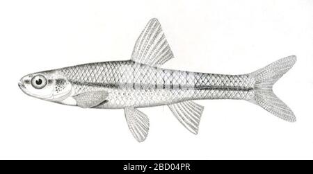 Opsopoeodus osculus Evermann. 3 bis 205205 (Lectoparatypen) Lectotyp-Bezeichnung durch evermann, B. w. c. kendall, 1894. Die Fische von texas und dem rio Grande-Becken, die hauptsächlich in Bezug auf ihre geographische Verteilung betrachtet werden. Bulletin der united States Fish commission für das Jahr 1892, Bd. Opsopoeodus osculus Evermann Stockfoto