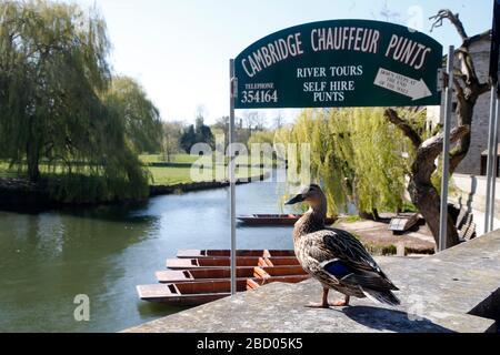 Eine Ente sitzt allein mit Blick auf die leeren Schläge auf dem River Cam in Cambridge Stockfoto