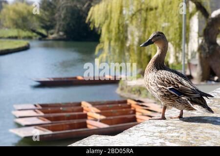 Eine Ente sitzt allein mit Blick auf die leeren Schläge auf dem River Cam in Cambridge Stockfoto