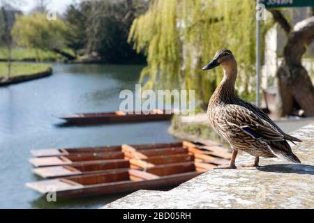 Eine Ente sitzt allein mit Blick auf die leeren Schläge auf dem River Cam in Cambridge Stockfoto