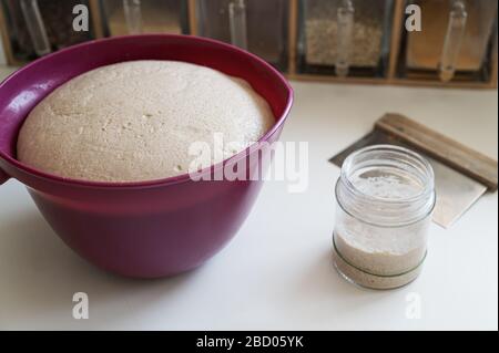 Sauerteig für Brot oder Pizza, in einer Schüssel aufsteigend, mit Starterhefe in einer Tasse daneben auf einem Küchentisch. Stockfoto