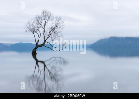 Der Wanaka Baum, der berühmteste Weidenbaum im Lake Wanaka Neuseeland Stockfoto