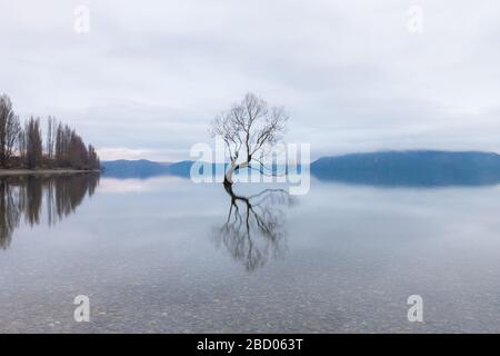 Der Wanaka Baum, der berühmteste Weidenbaum im Lake Wanaka Neuseeland Stockfoto