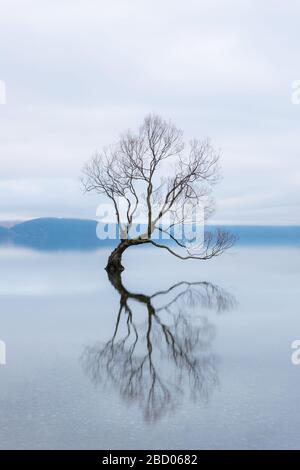 Der Wanaka Baum, der berühmteste Weidenbaum im Lake Wanaka Neuseeland Stockfoto