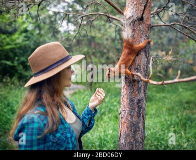 Junge Frau mit Hut mit langen Haaren füttern Eichhörnchen in einem Pinienwald Stockfoto