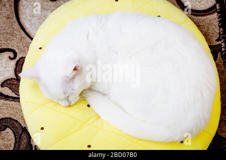 Süße weiße türkische Angora-Katze, die auf einem gelben Kissen im Zimmer schläft, 1 Jahr 10 Monate alt, Stockfoto