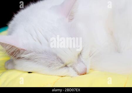 Süße weiße türkische Angora-Katze, die auf einem gelben Kissen im Zimmer schläft, 1 Jahr 10 Monate alt, Stockfoto