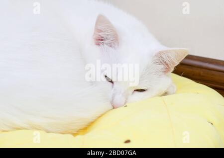 Süße weiße türkische Angora-Katze, die auf einem gelben Kissen im Zimmer schläft, 1 Jahr 10 Monate alt, Stockfoto