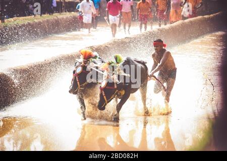Kambala ist ein ländlicher indischer Sport Stockfoto