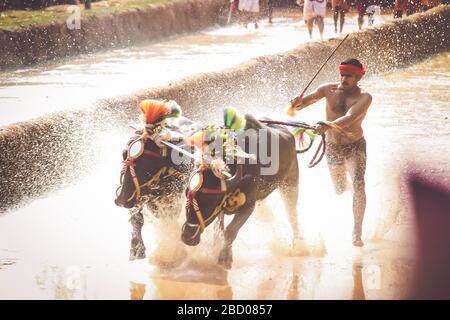 Kambala ist ein ländlicher indischer Sport Stockfoto