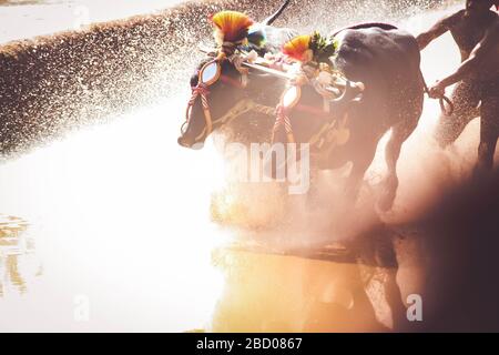Kambala ist ein ländlicher indischer Sport Stockfoto