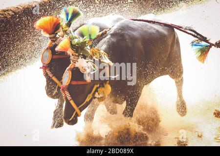Kambala ist ein ländlicher indischer Sport Stockfoto