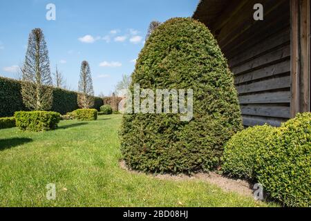 Taxus baccata. Immergrüner gestutzter Nadelbaum im belgischen Garten. Stockfoto