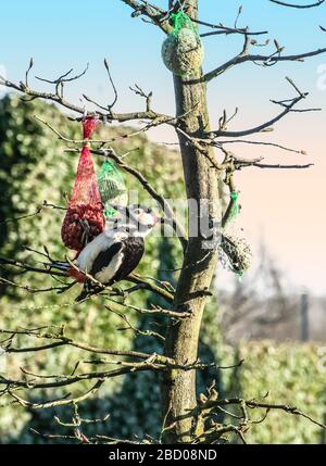 Großer gefleckter Specht hängt in einer kahlen Buche und isst Erdnüsse aus einem Vogelzufuhrnetz an einem schönen Morgen in einem belgischen formalen Garten. Männlicher Vogel. Stockfoto